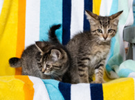 Two kittens sit on a chair in front of a beach-themed backdrop.