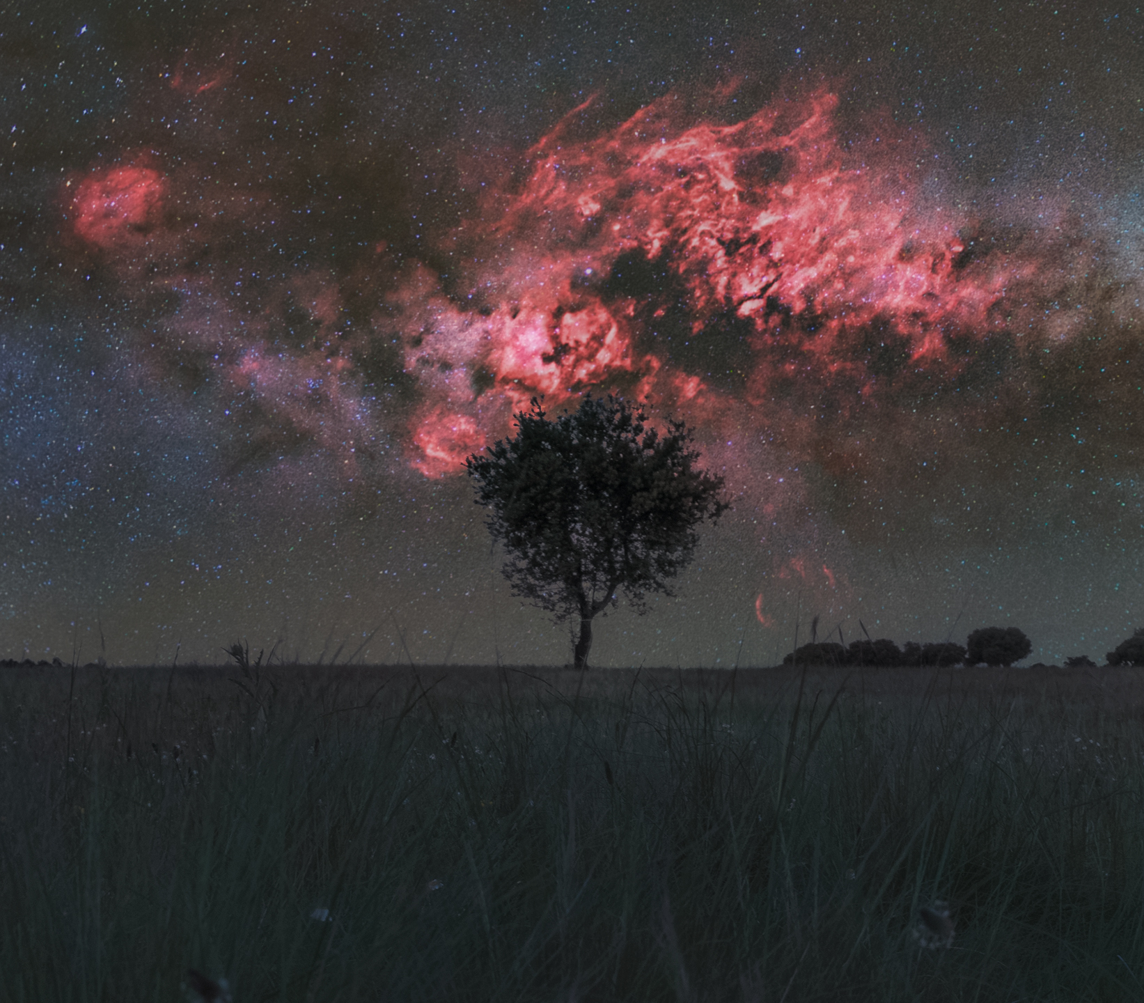 Clouds of gas glow red in the night sky above a dark tree on the horizon that stands in a meadow. 
Please see the explanation for more detailed information.