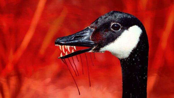 Image from BikeMN Events